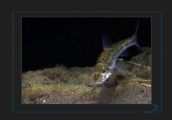 Gudgeon (Gobio gobio) by Sven Tramaux 